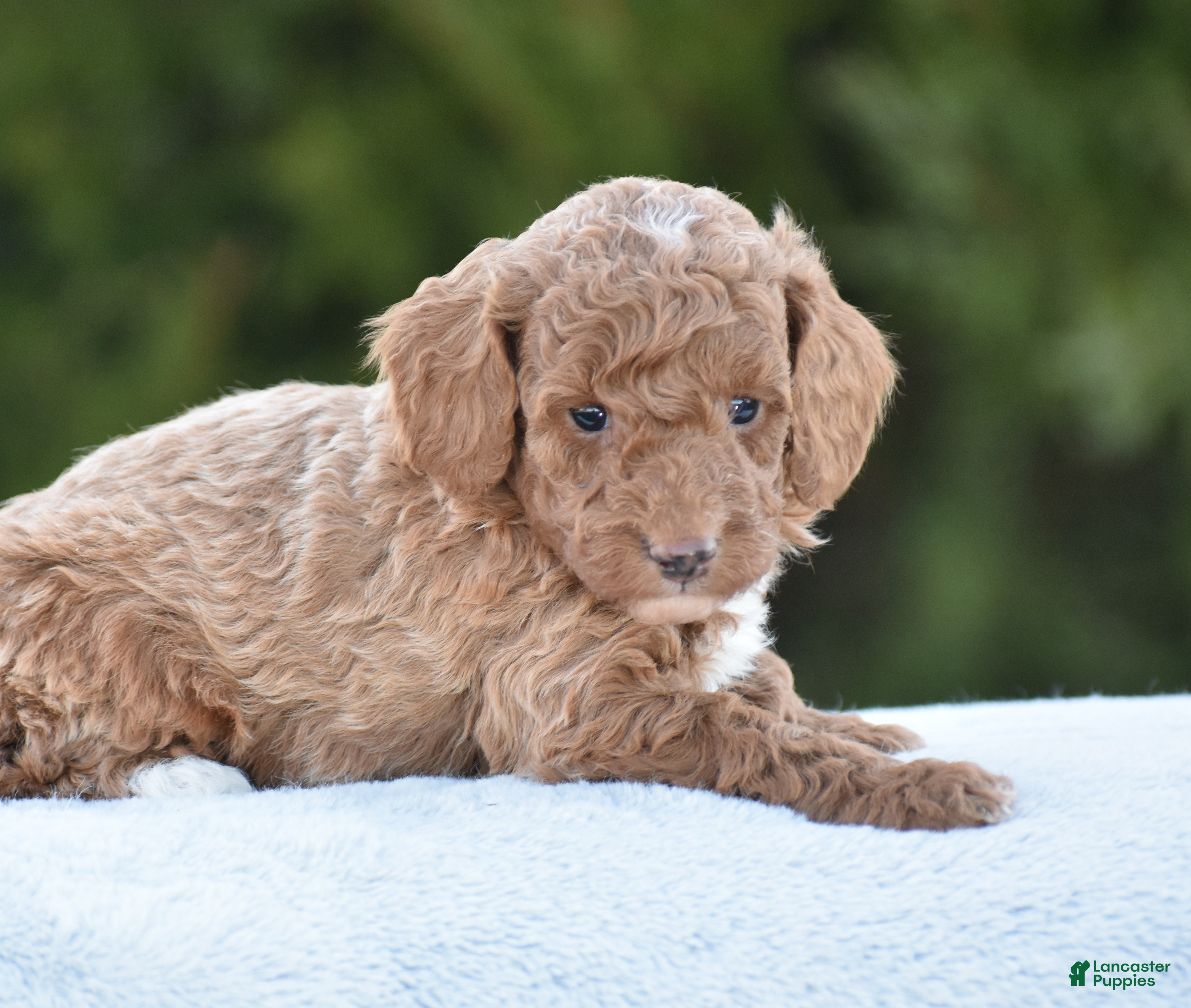 Miniature Poodle dogs Cappuccino - Ad 1