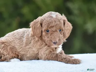 Miniature Poodle dogs for sale: Cappuccino - Ad 2