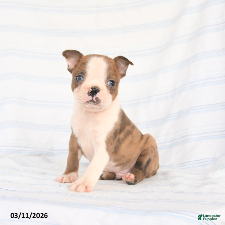 Boston Terrier dogs Alex - Ad 1