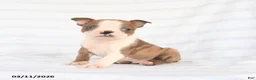 Boston Terrier dogs for sale: Alex - Ad 1