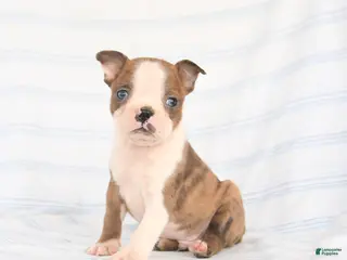 Boston Terrier dogs for sale: Alex - Ad 1