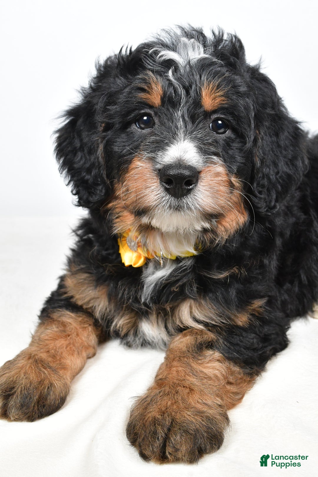 Mini Bernedoodle dogs for sale: Cloe - Ad 5