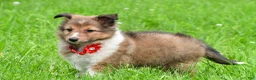 Shetland Sheepdog dogs for sale: Karma - Ad 10