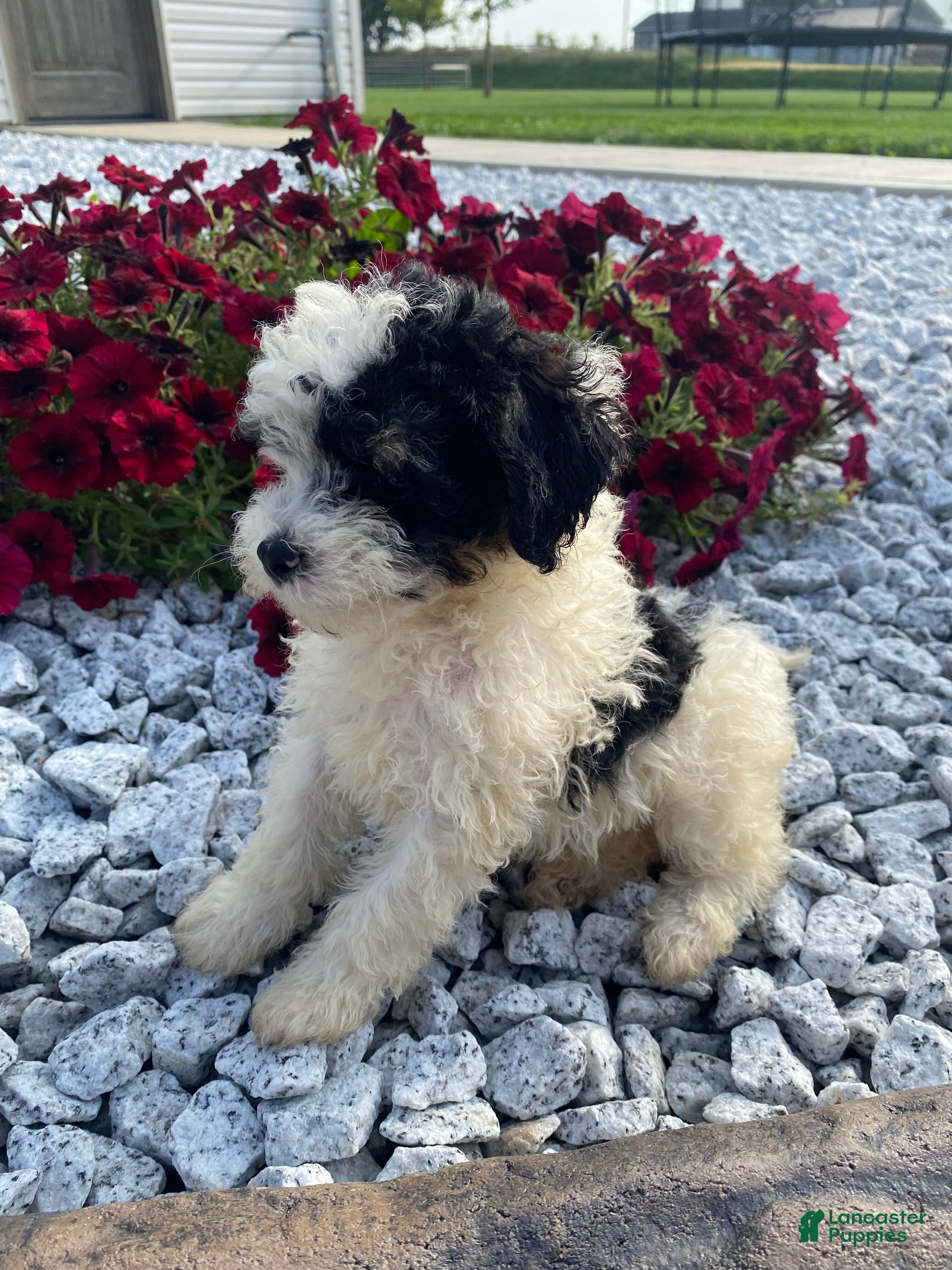 Miniature Poodle dogs Gus - Ad 1