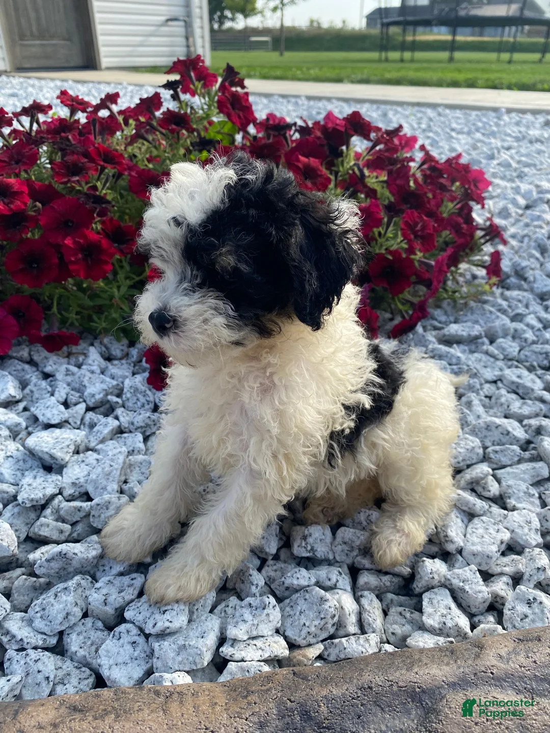 Miniature Poodle dogs for sale: Gus - Ad 1