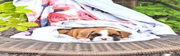 Boxer dogs for sale: Cassidy - Ad 3