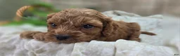 Cockapoo dogs for sale: Nigel - Ad 14