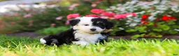 Mixed Breed dogs for sale: Hunter - Ad 3