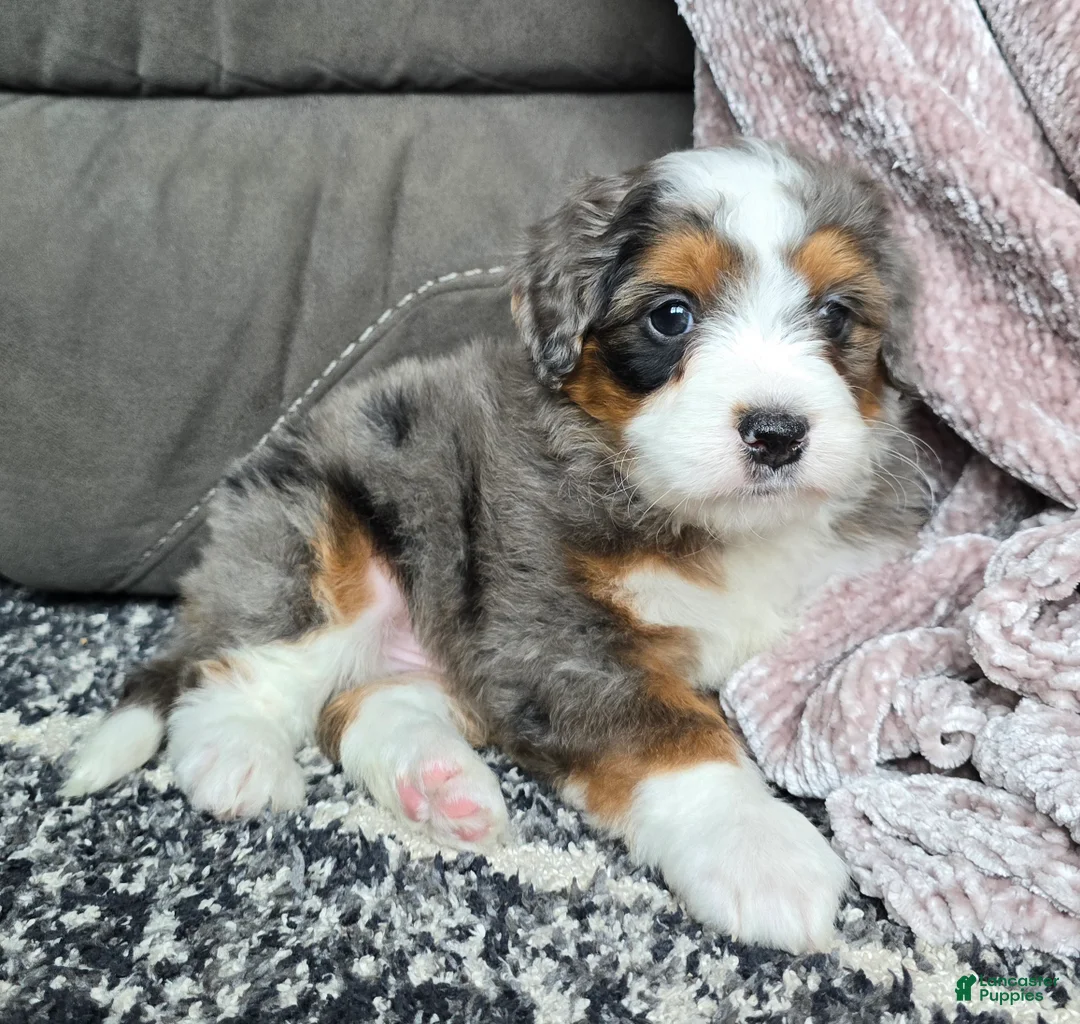 Mini Bernedoodle dogs for sale: Mini Alfie - Ad 6
