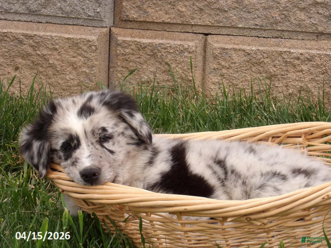 Australian Shepherd dogs for sale: Chef - Ad 2
