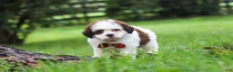 Shihpoo dogs for sale: Charlie - Ad 4