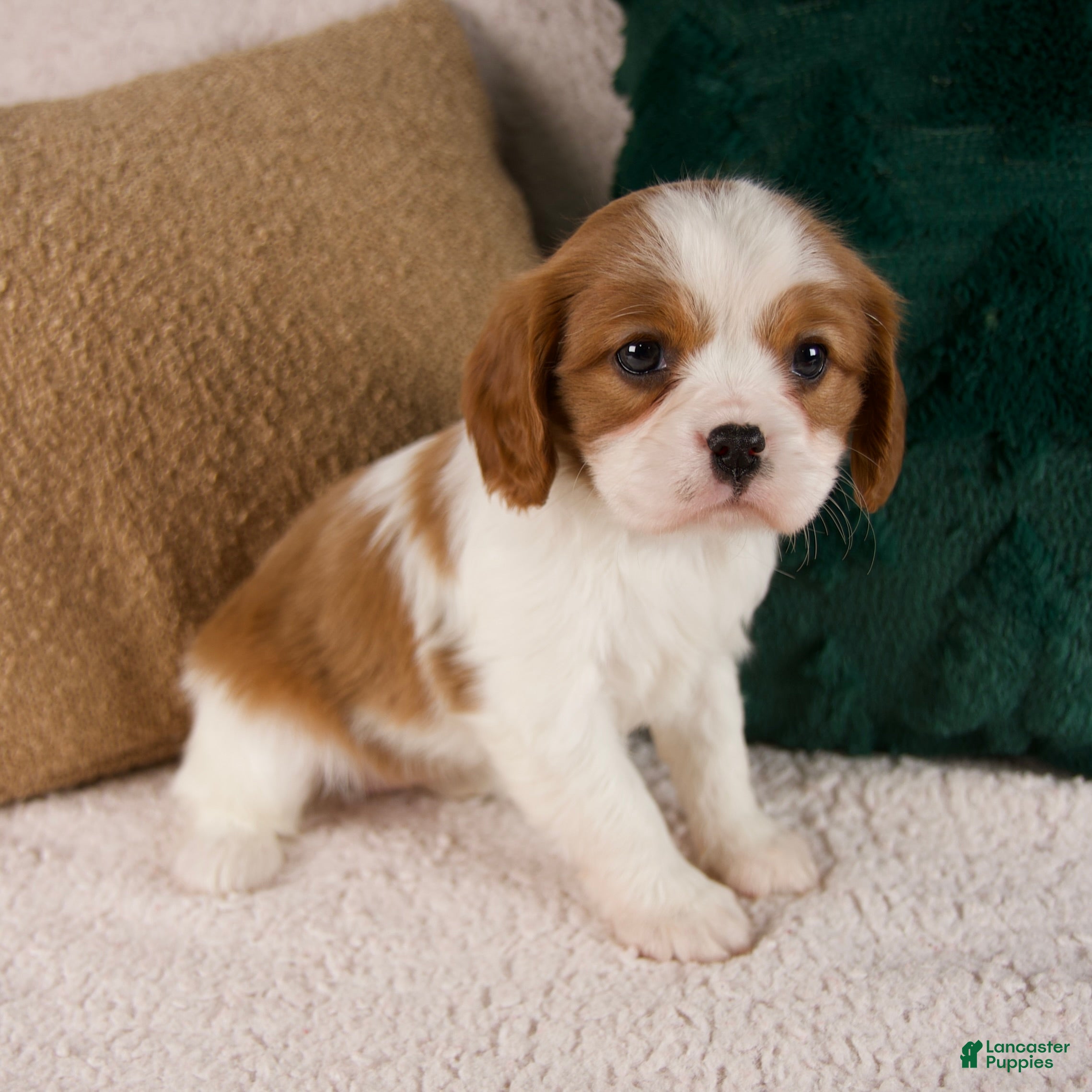 Cavalier King Charles Spaniel dogs Aspen - Ad 3