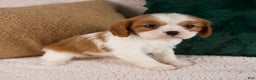 Cavalier King Charles Spaniel dogs for sale: Aspen - Ad 1