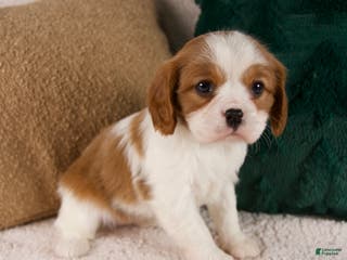 Cavalier King Charles Spaniel dogs Aspen - Ad 3