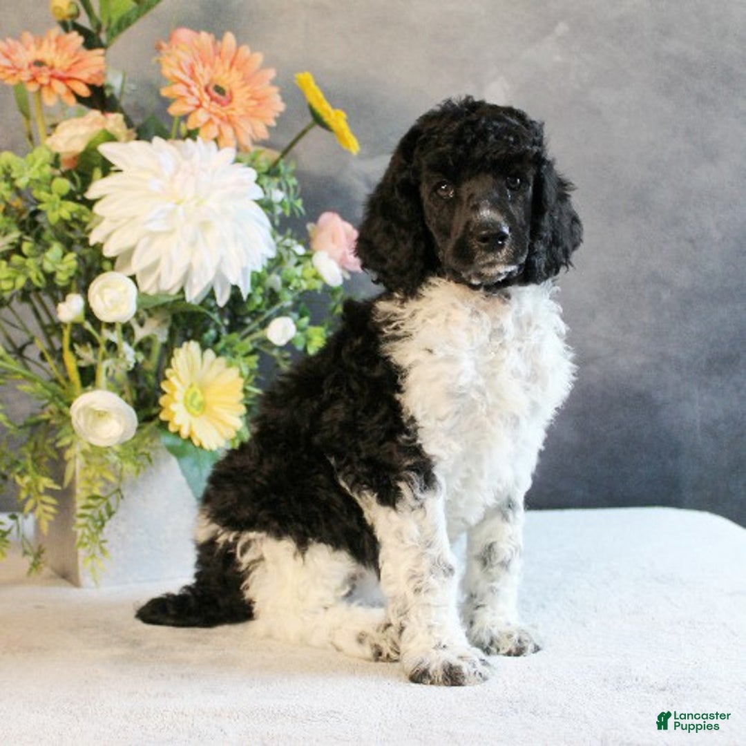 Standard Poodle dogs for sale: Tina - Ad 2