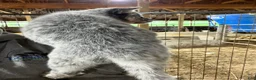 Australian Cattle Dog dogs for sale: Beth - Ad 13
