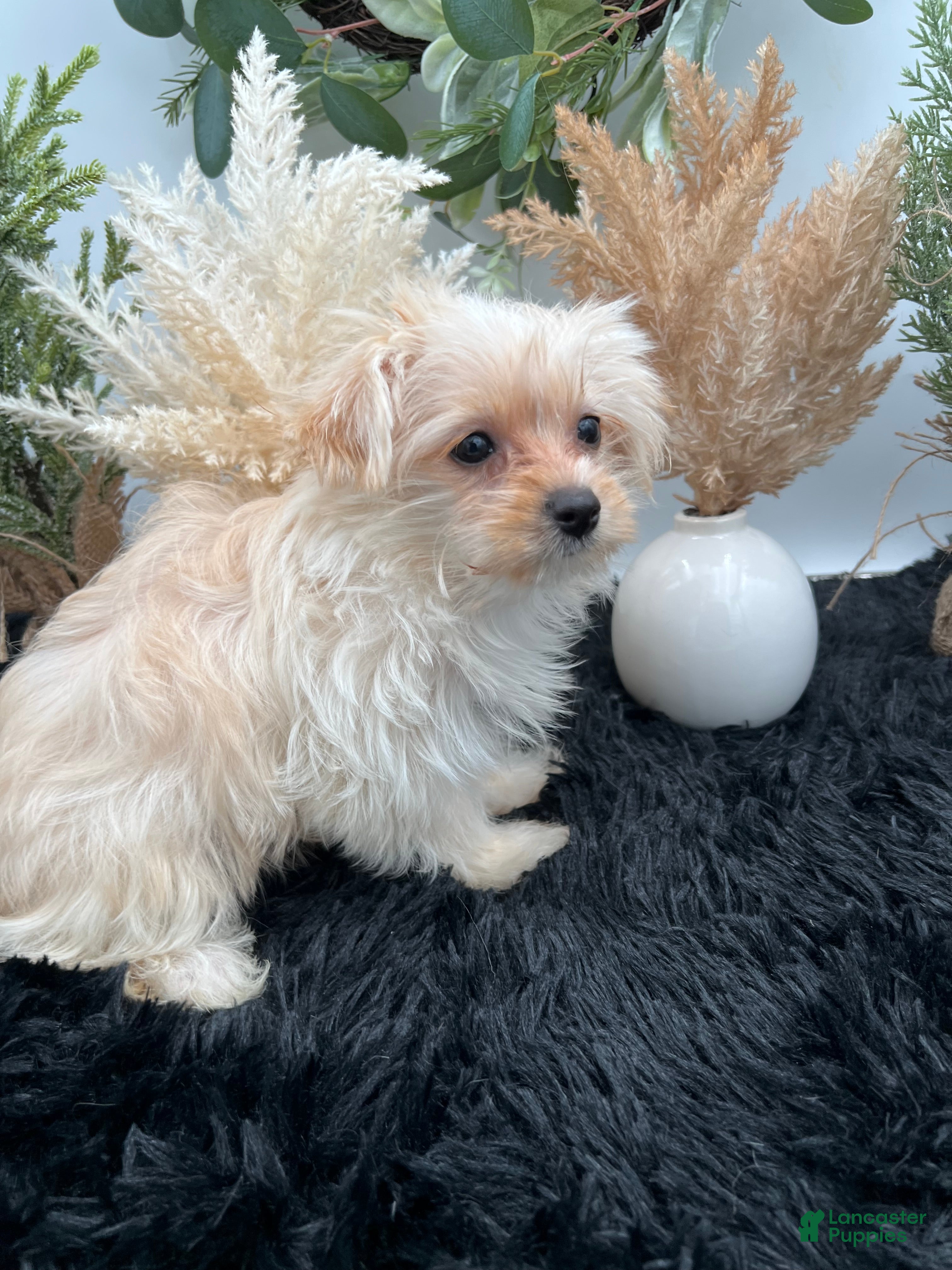 Yorkshire Terrier dogs Ellie the rare Golddust Yorkie $2500 - Ad 2