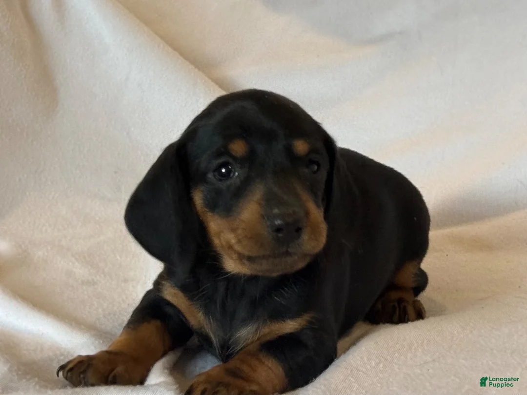 Miniature Dachshund dogs for sale: Prince - Ad 4