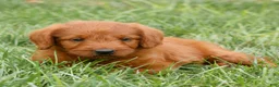 Miniature Labradoodle dogs for sale: Felix  - Ad 3