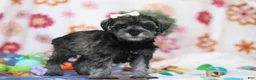 Miniature Schnauzer dogs for sale: Navy - Ad 4
