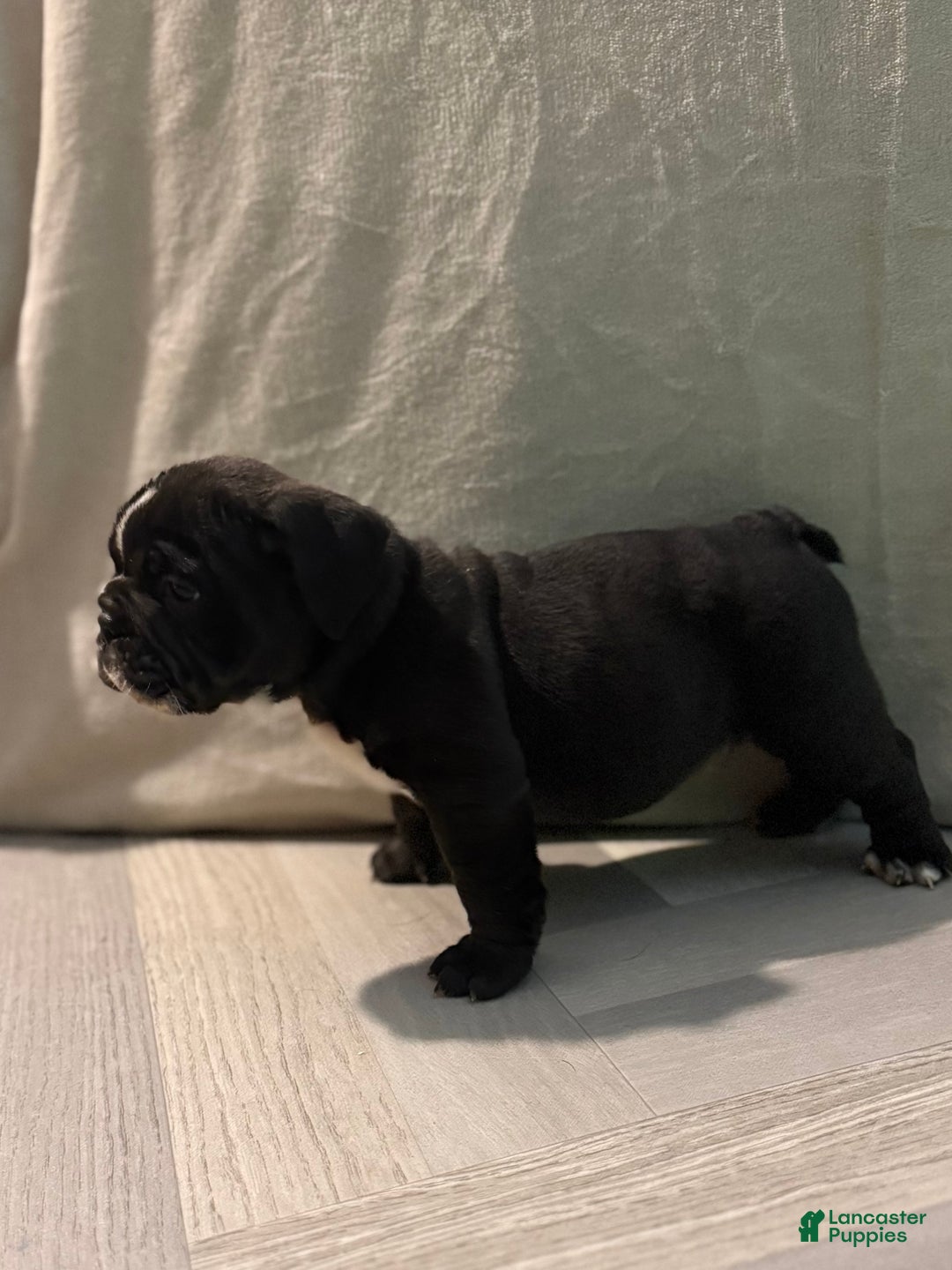 English Bulldog dogs for sale: Charlie - Ad 12
