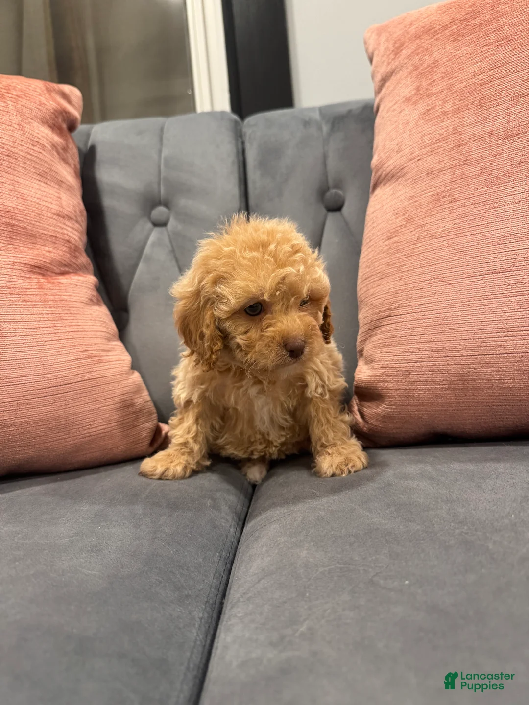 Cavapoo dogs for sale: Bre - Ad 2