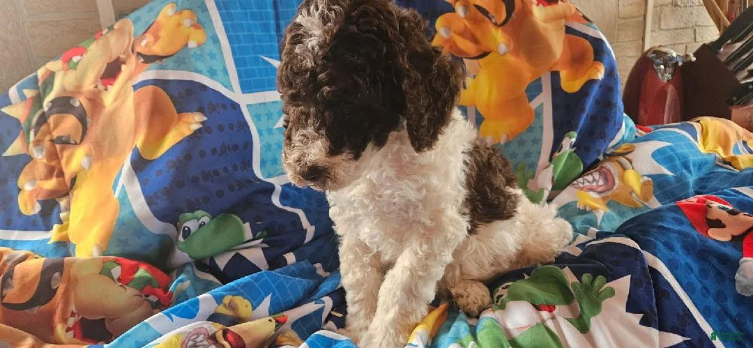 Double Doodle dogs for sale: Luca - Ad 1