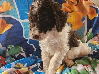 Double Doodle dogs Luca - Ad 3