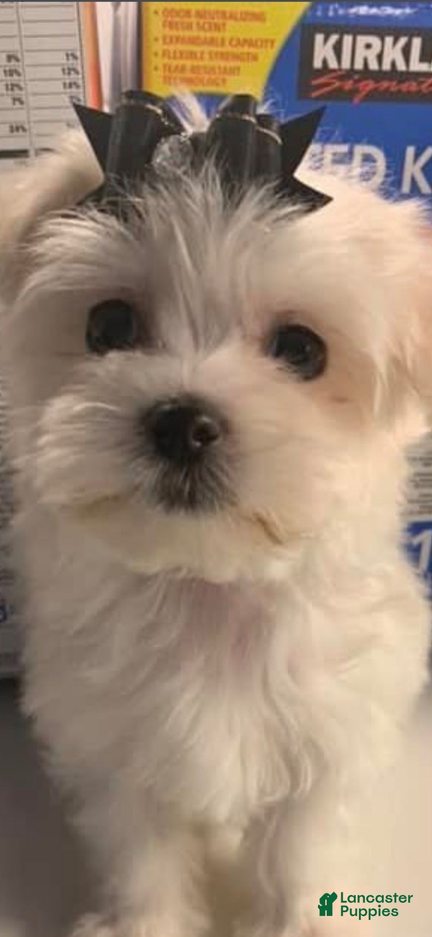 Morkie dogs Truffles - Ad 2