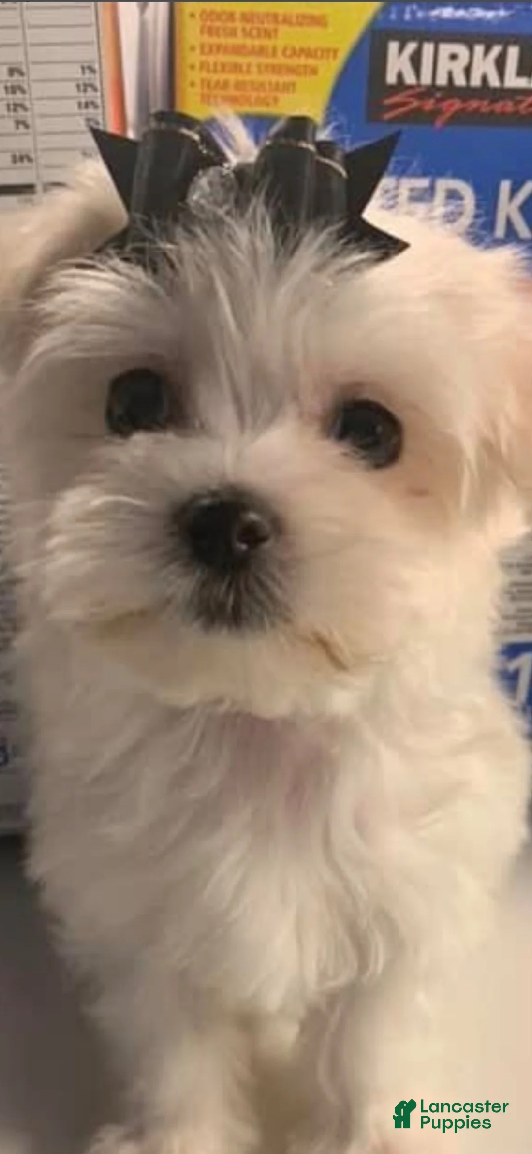 Morkie dogs for sale: Truffles - Ad 2
