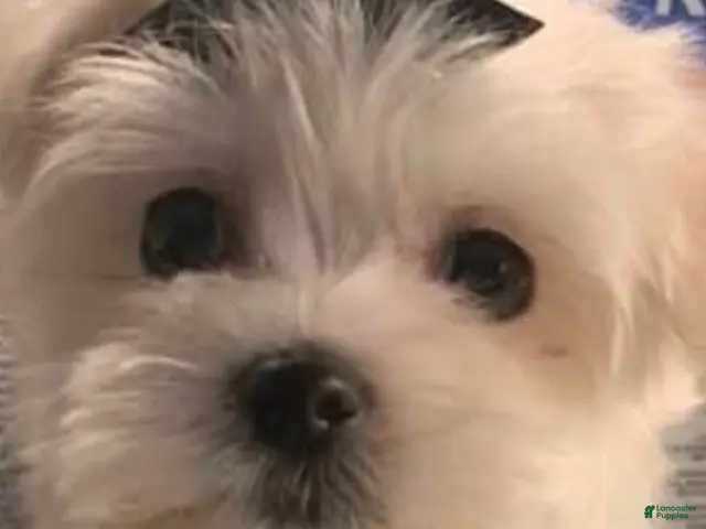 Morkie dogs for sale: Truffles - Ad 2