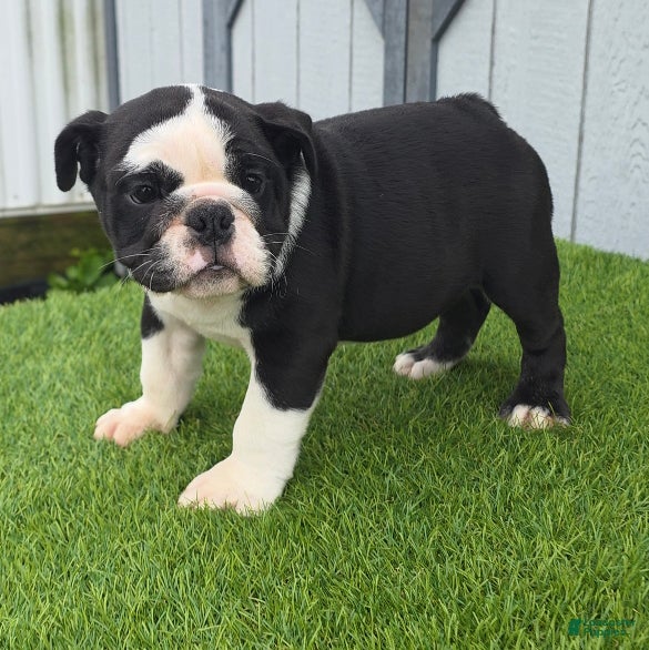 English Bulldog dogs Lucy - Ad 1