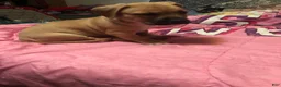 Mixed Breed dogs for sale: Pit wennie - Ad 5
