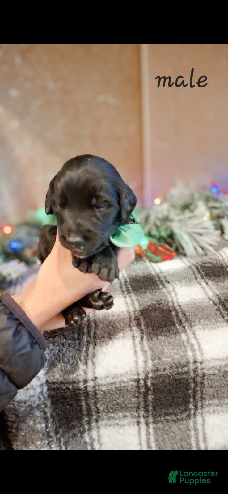 Mixed Breed dogs Dasher - Ad 14