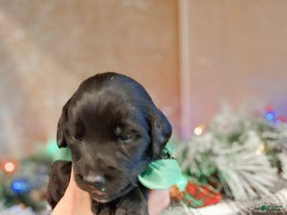 Mixed Breed dogs Dasher - Ad 25