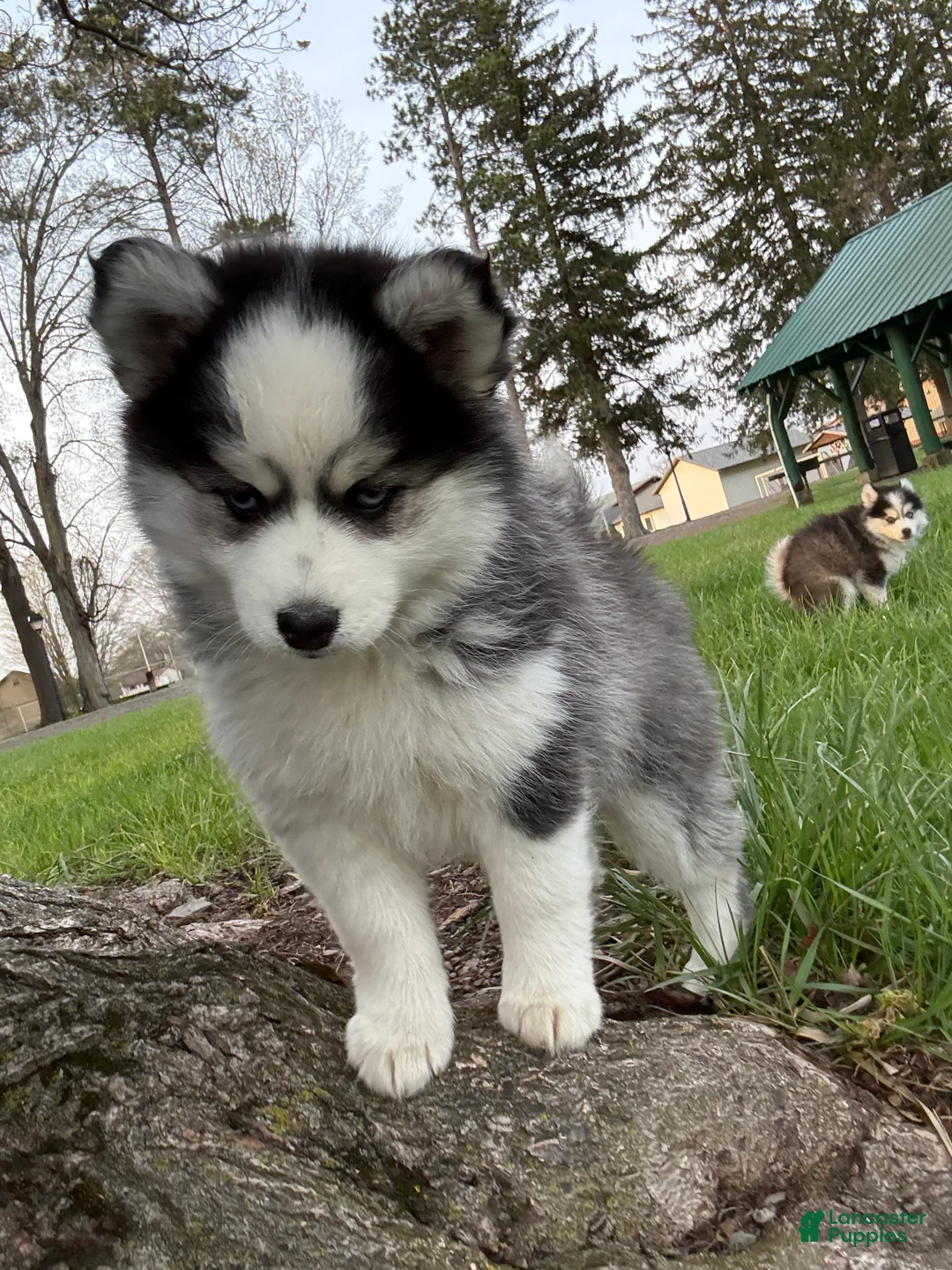 Pomsky dogs for sale: Quinn - Ad 2