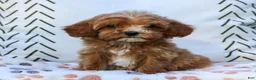 Cavapoo dogs for sale: Lily  - Ad 1