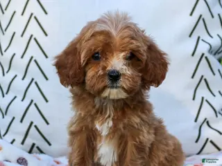 Cavapoo dogs for sale: Lily - Ad 4