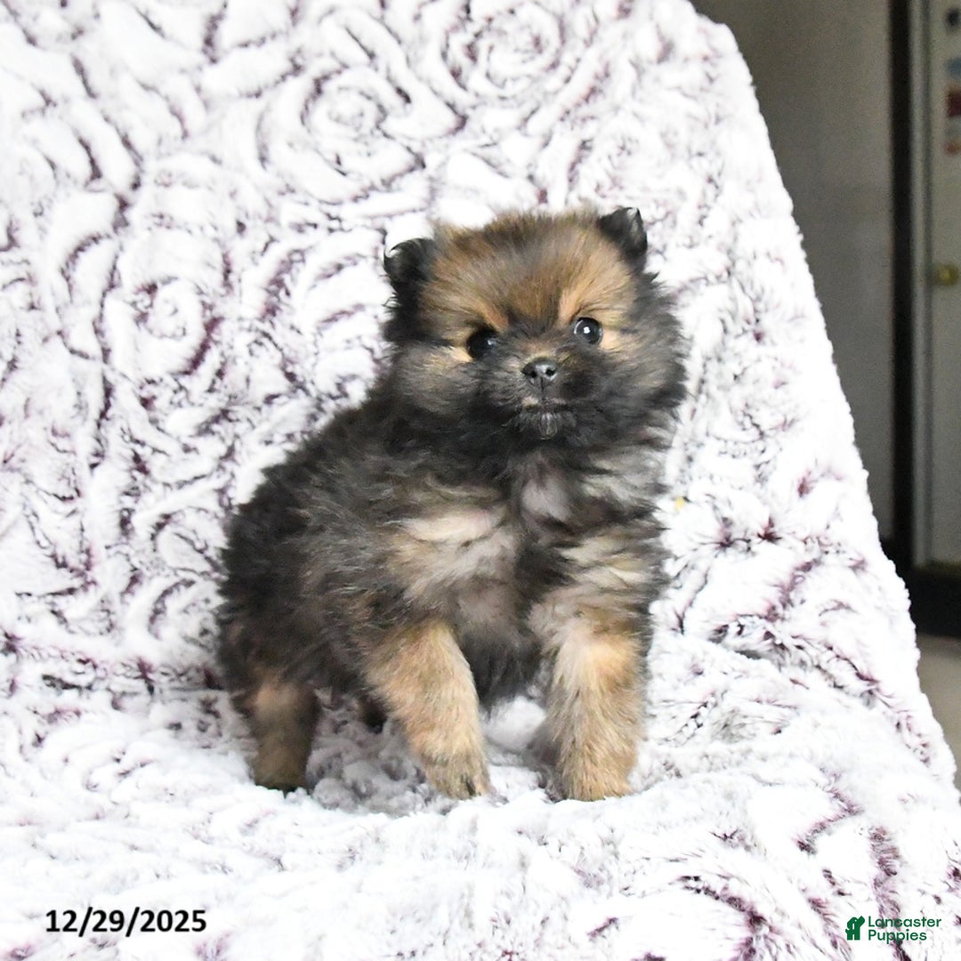 Pomeranian dogs for sale: Violet - Ad 2
