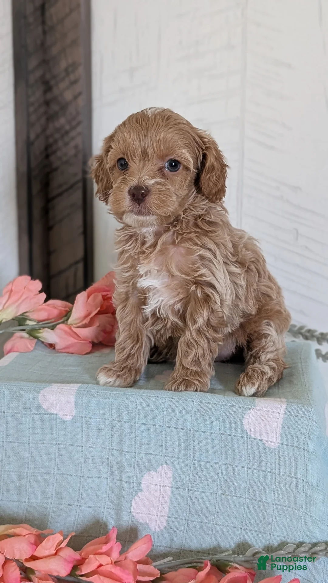 Cockapoo dogs for sale: Tessa - Ad 2
