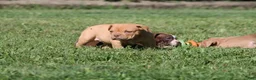 Olde English Bulldogge dogs for sale: Bluegates CHERYL - Ad 2