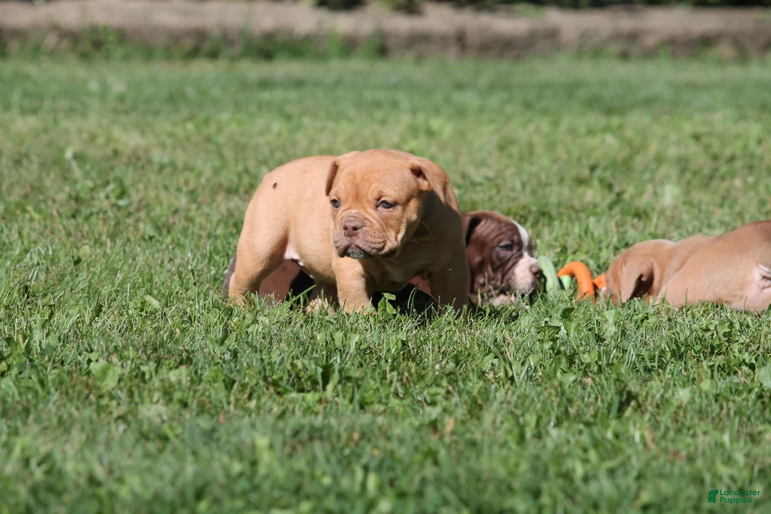 Olde English Bulldogge dogs for sale: Bluegates CHERYL - Ad 2