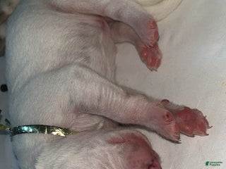 Dalmatian dogs Dalmatian Puppy 11 - Ad 6