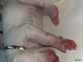 Dalmatian dogs Dalmatian Puppy 11 - Ad 3