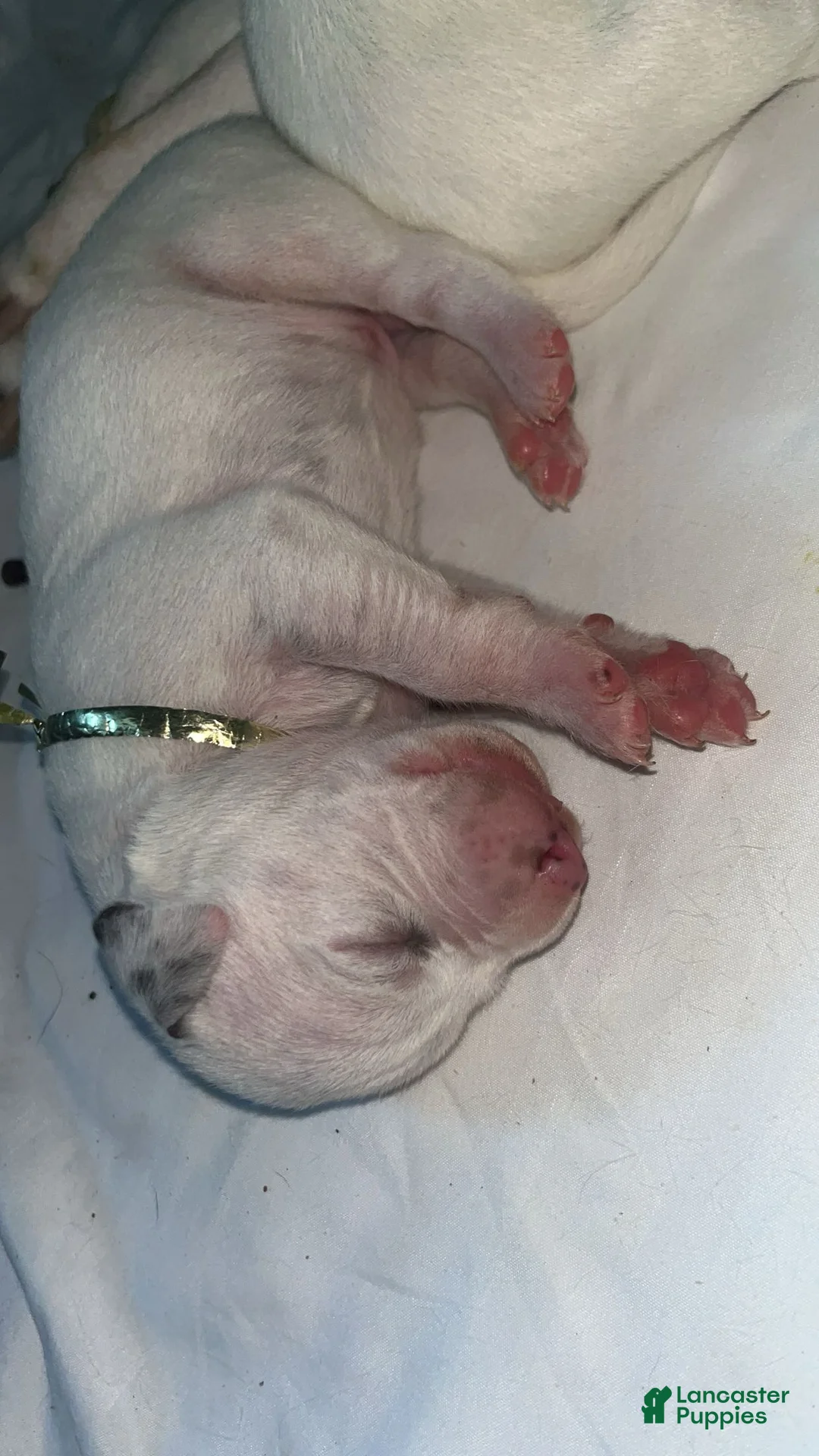 Dalmatian dogs for sale: Dalmatian Puppy 11 - Ad 1