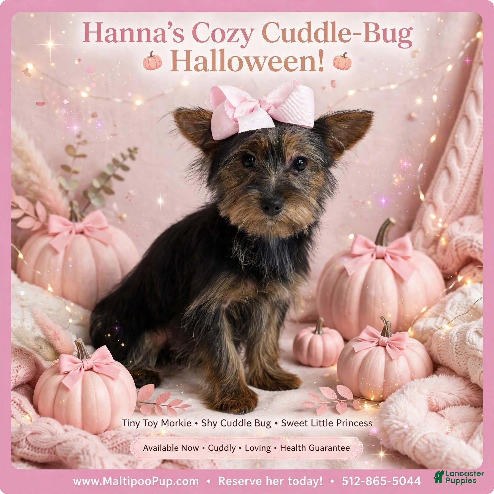 Morkie dogs Hanna - Ad 5