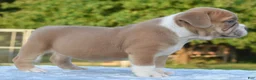 Mixed Breed dogs for sale: Luna bully hybrid  - Ad 11