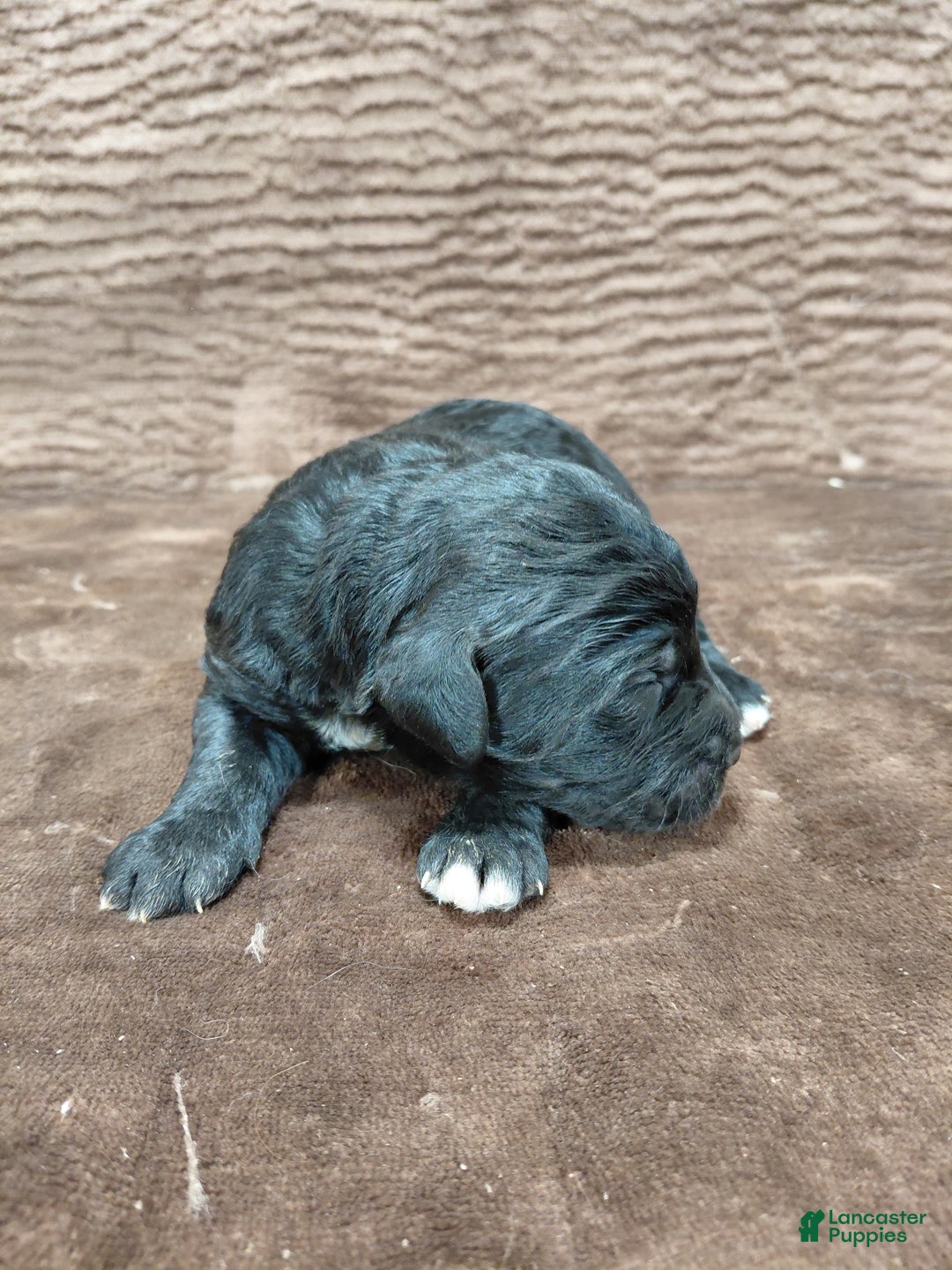 Bernedoodle dogs for sale: Baron - Ad 6