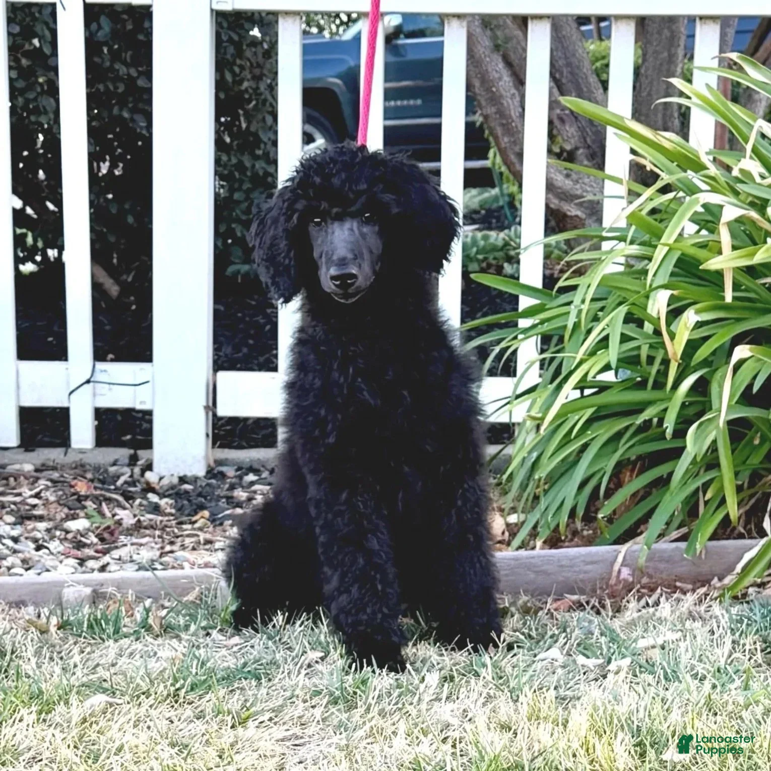 Standard Poodle dogs Girl 1 - Ad 5