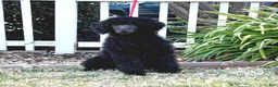 Standard Poodle dogs for sale: Girl 1 - Ad 1